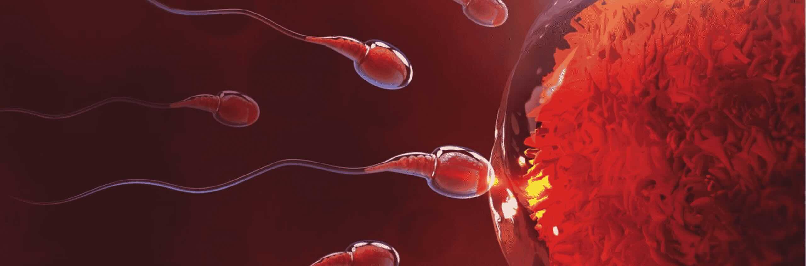 How often do you need to have sex to get pregnant?