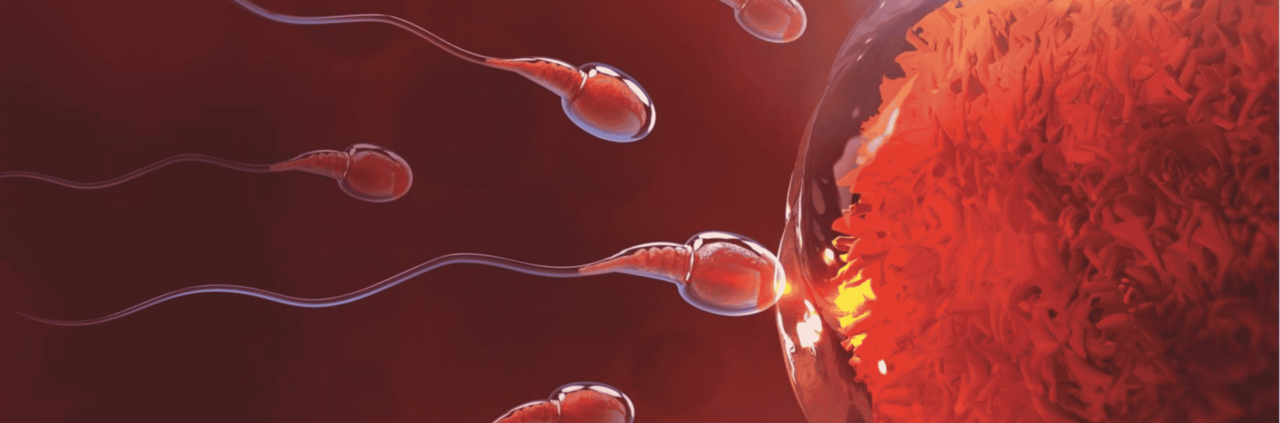 How often do you need to have sex to get pregnant?