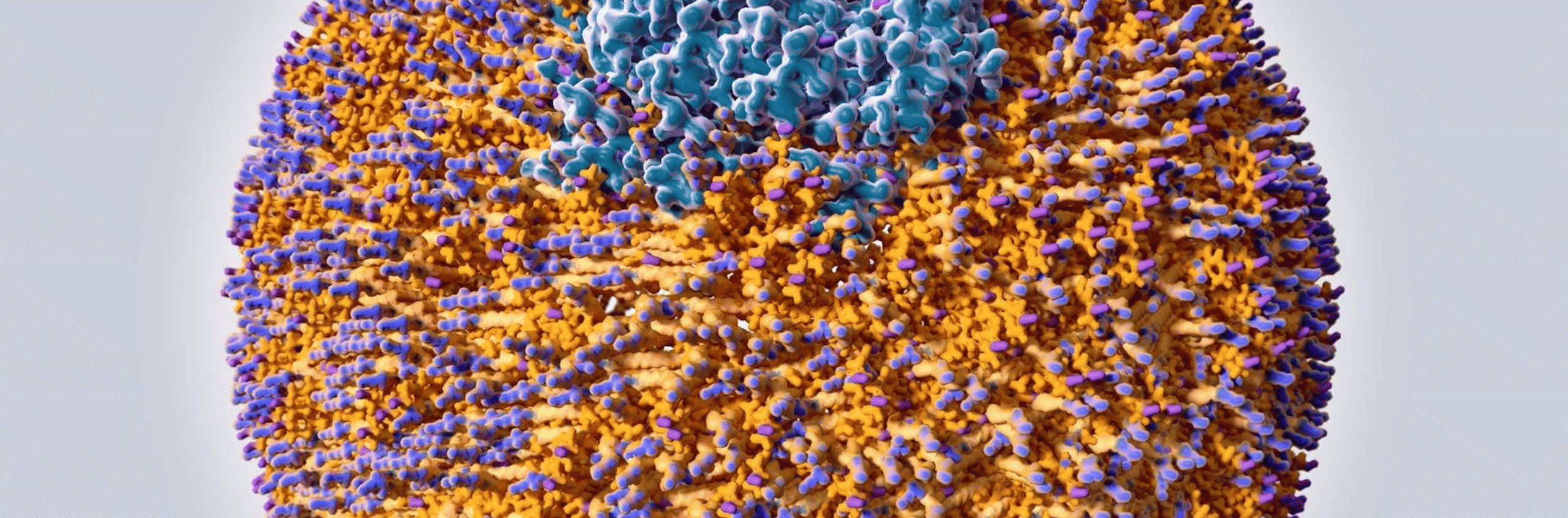 What is Apolipoprotein B and why is it important?