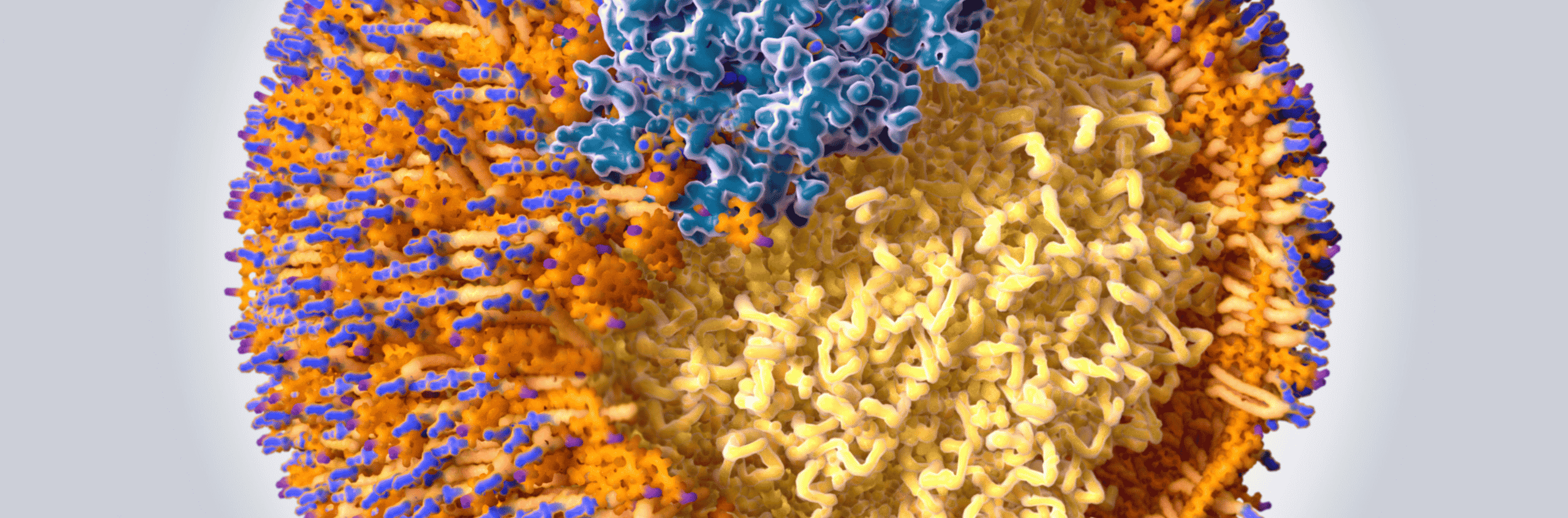 Lipoprotein (a): The most important blood test you have never heard of